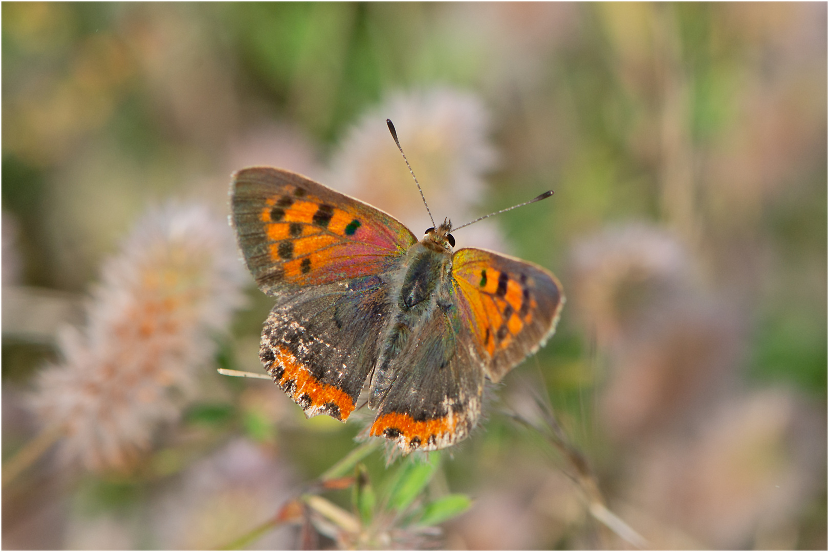 Der Kleine Feuerfalter (Lycaena phlaeas) ist in 2021 . . .