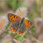 Der Kleine Feuerfalter (Lycaena phlaeas) ist in 2021 . . .