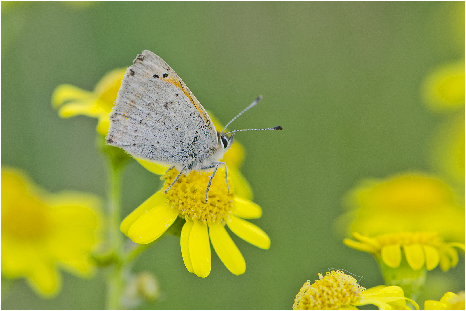 Der Kleine Feuerfalter (Lycaena phlaeas) klammerte sich . . .