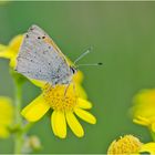 Der Kleine Feuerfalter (Lycaena phlaeas) klammerte sich . . .