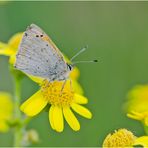 Der Kleine Feuerfalter (Lycaena phlaeas) klammerte sich . . .