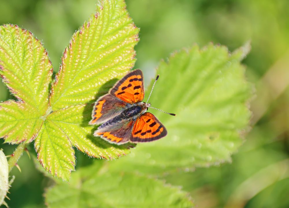 der kleine Feurige Foto &amp; Bild | natur, insekten, tiere Bilder auf ...