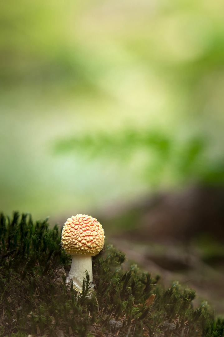 Der kleine Fliegenpilz