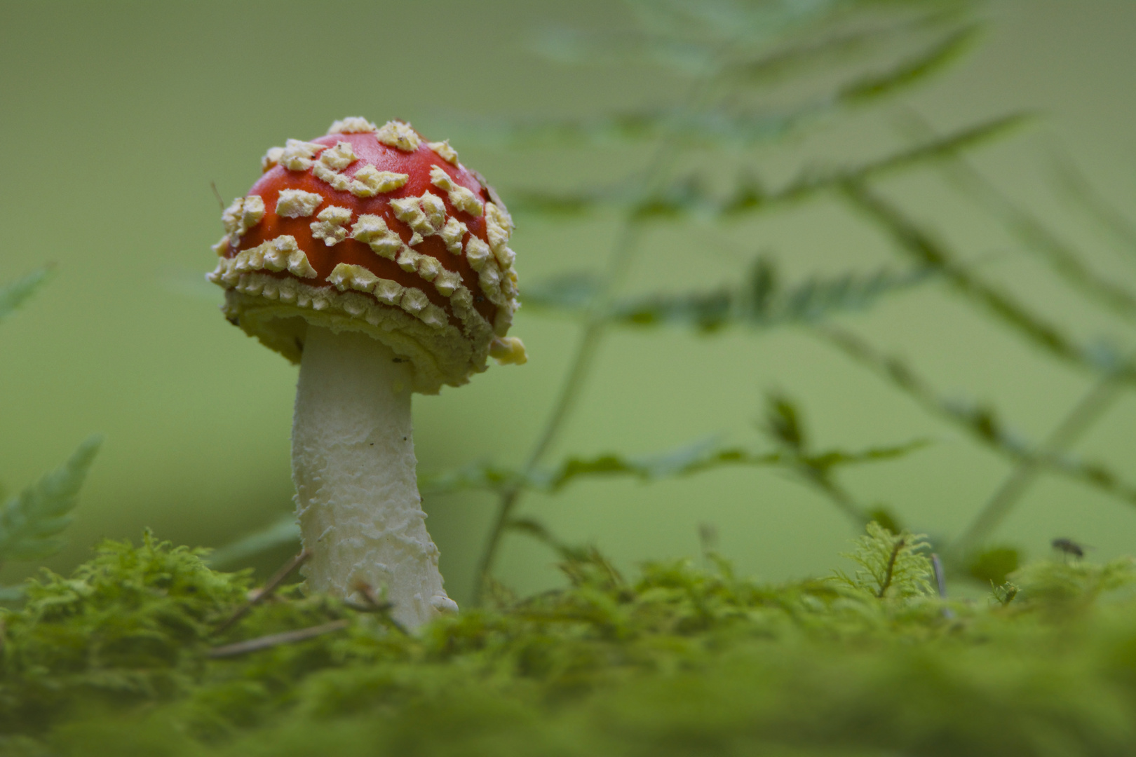 Der kleine Fliegenpilz....