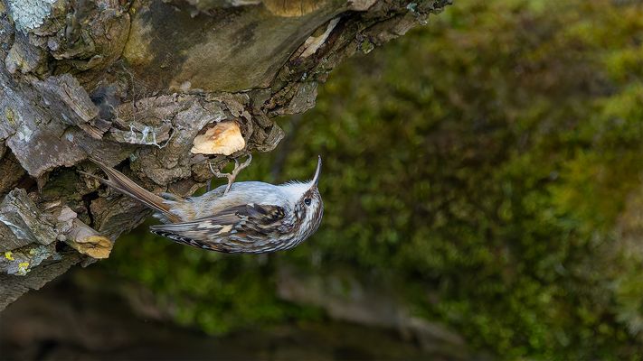 "Der kleine flinke......"