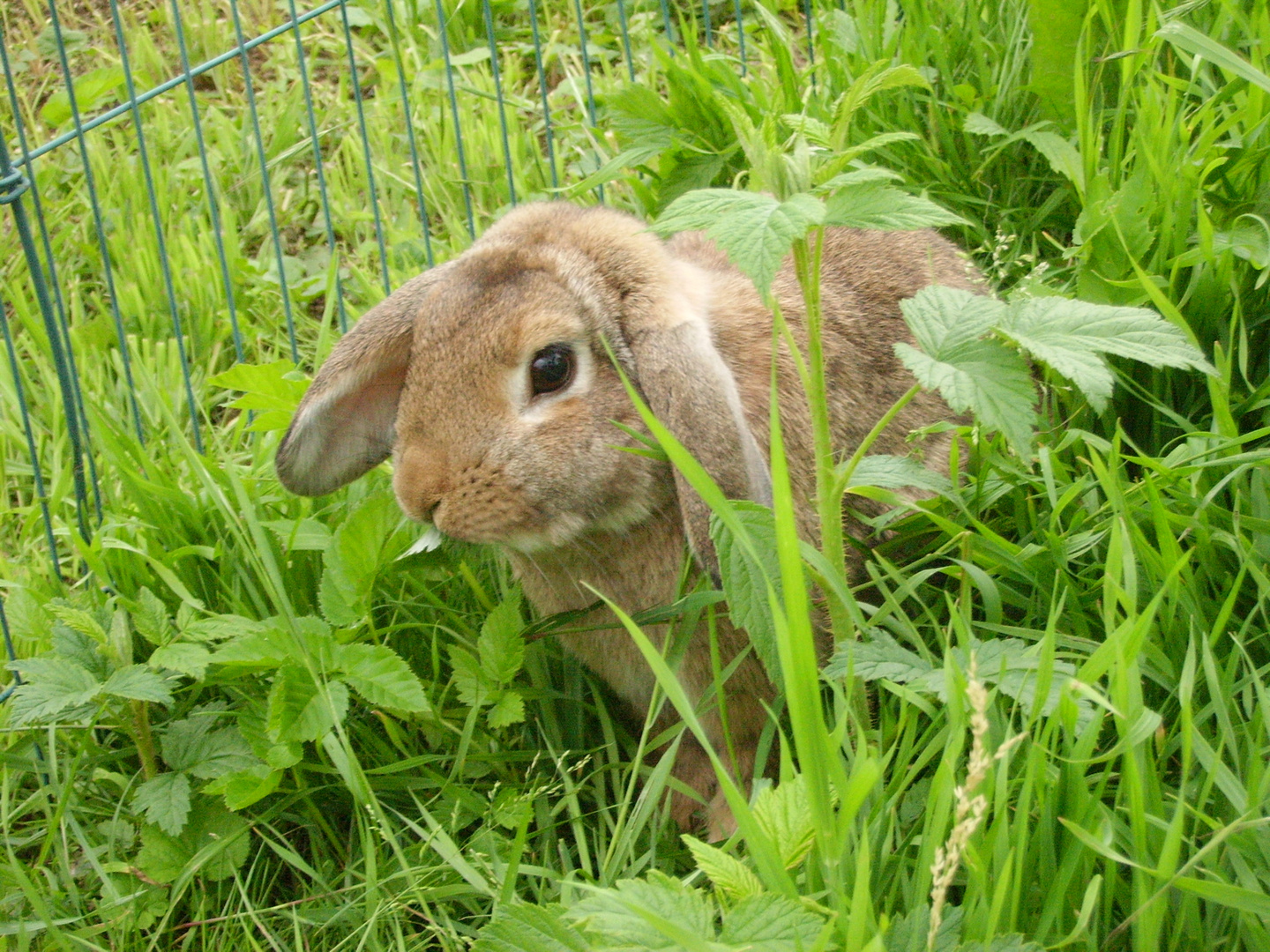 Der "kleine" Floppy beim Mampfen : )