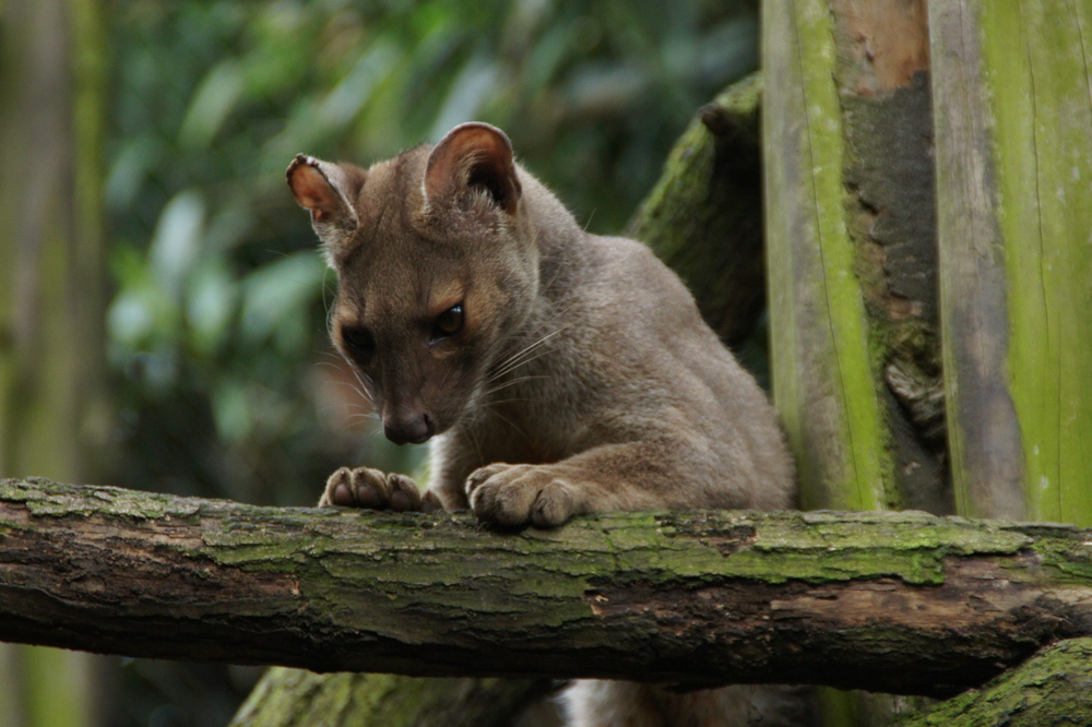 der kleine " Fossa"