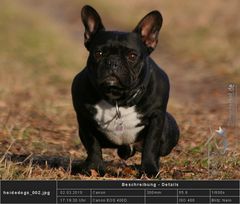 Der kleine Frenchdog Quentin