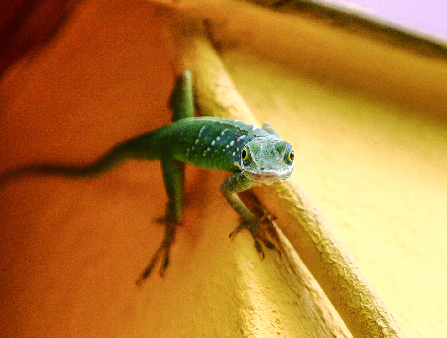 der kleine freund aus martinique