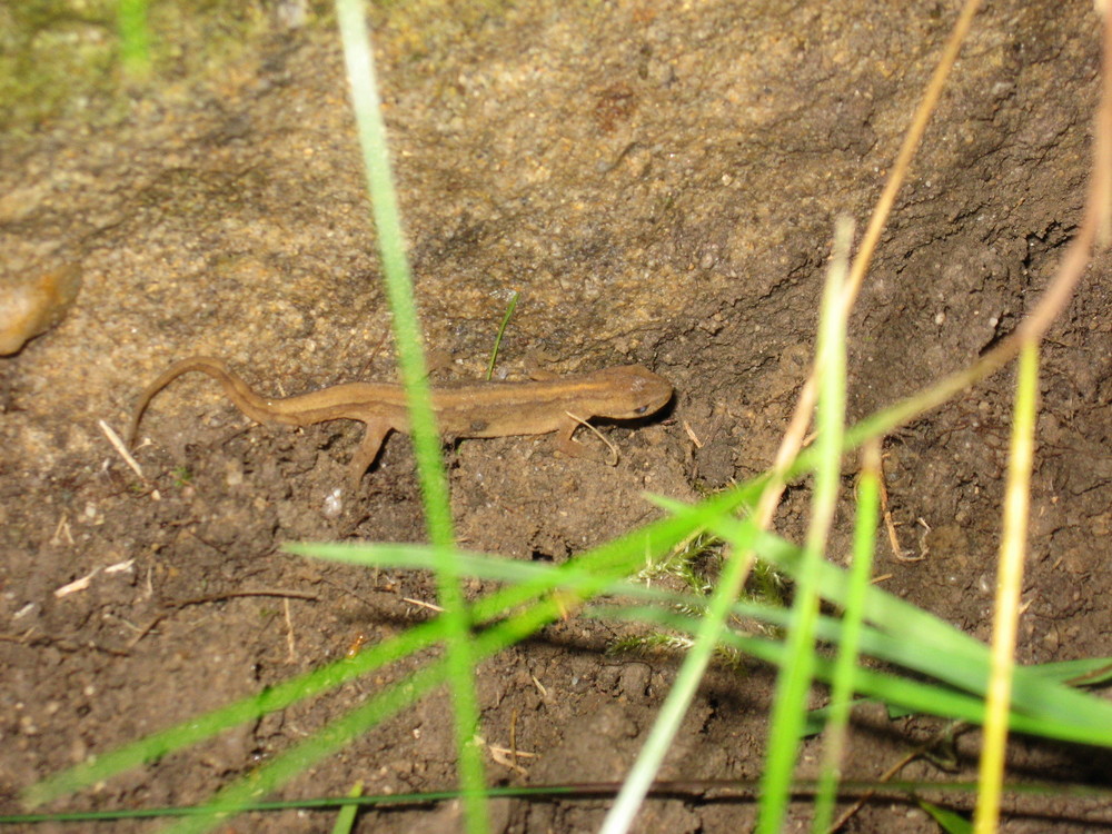 Der kleine Freund im meinem Garten