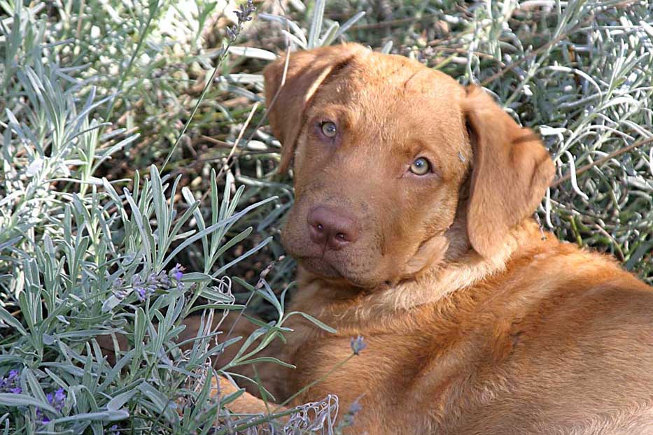 Der kleine Fritz liegt im Lavendel.