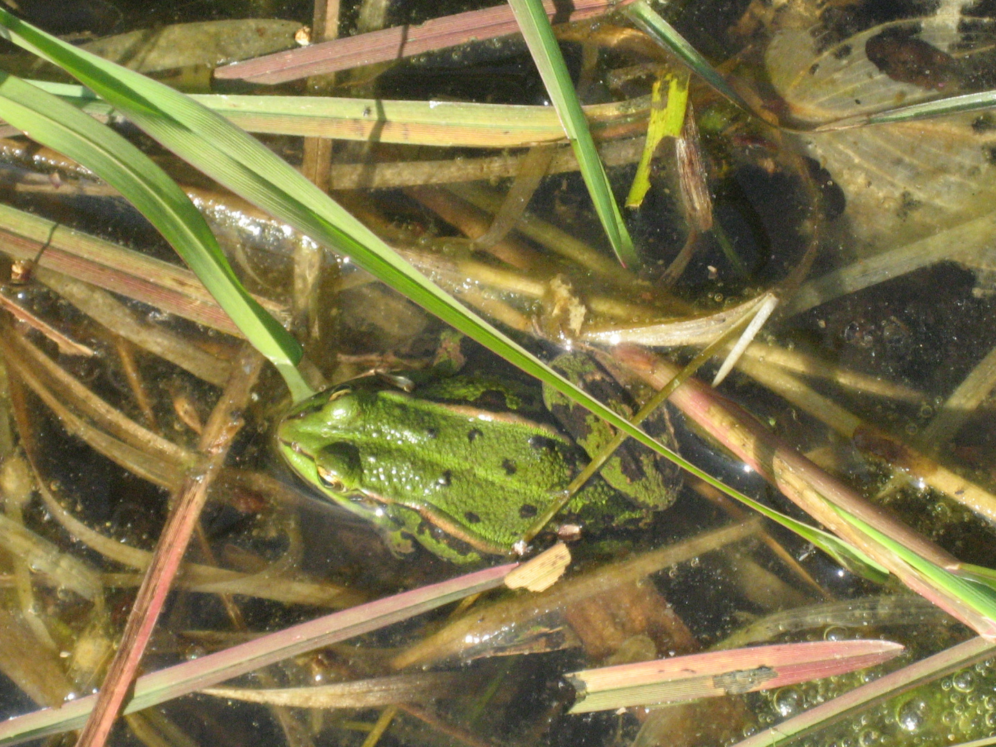 der kleine Frosch