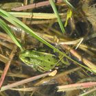 der kleine Frosch