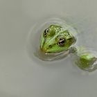 Der kleine Frosch hat .......