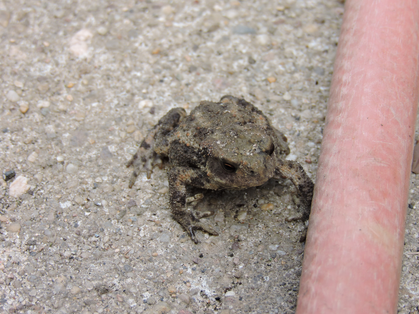 der kleine Frosch vom Gartenteich Foto & Bild natur, tiere, wildlife