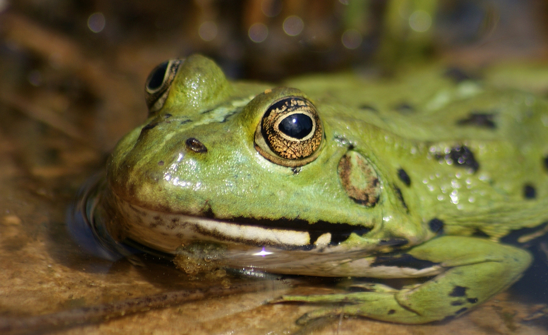 Der kleine Froschkönig;)