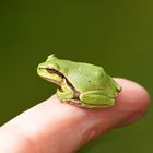 Der kleine Froschkönig