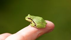 Der kleine Froschkönig