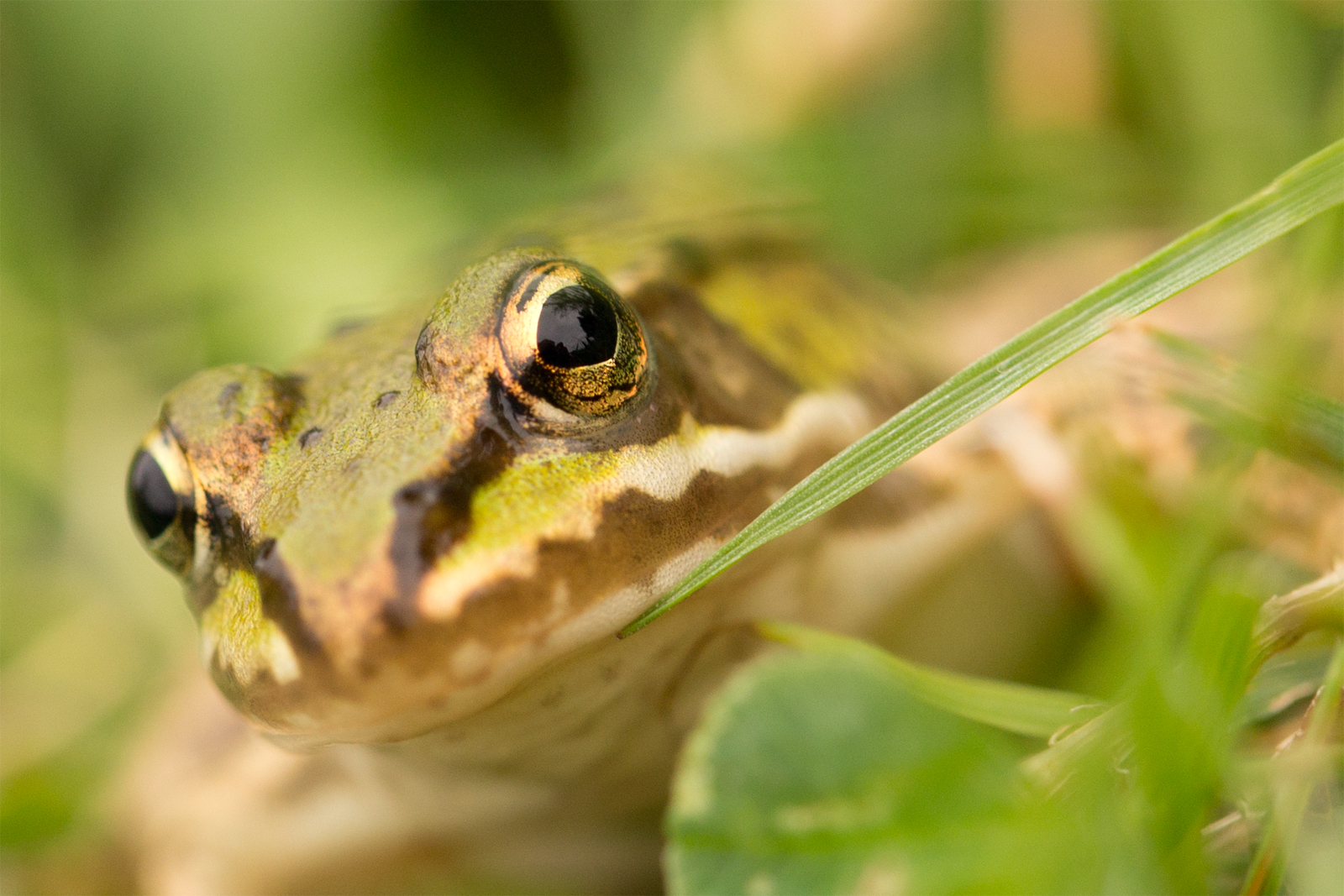 der kleine Froschkönig