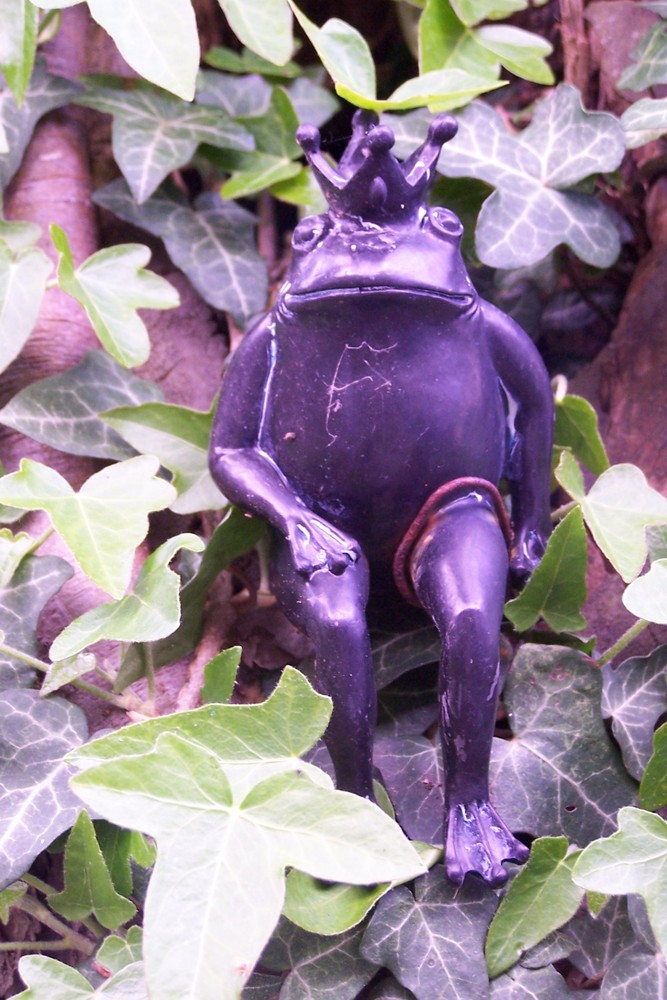 Der kleine Froschkönig Foto & Bild sonstiges, witziges ;o), natur