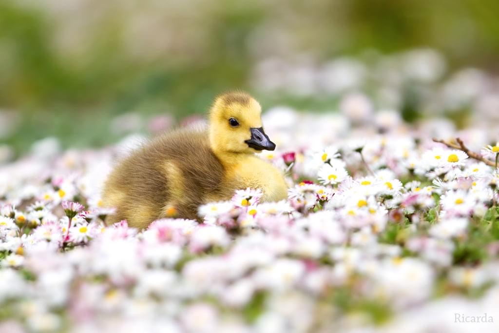 Der kleine Frühling