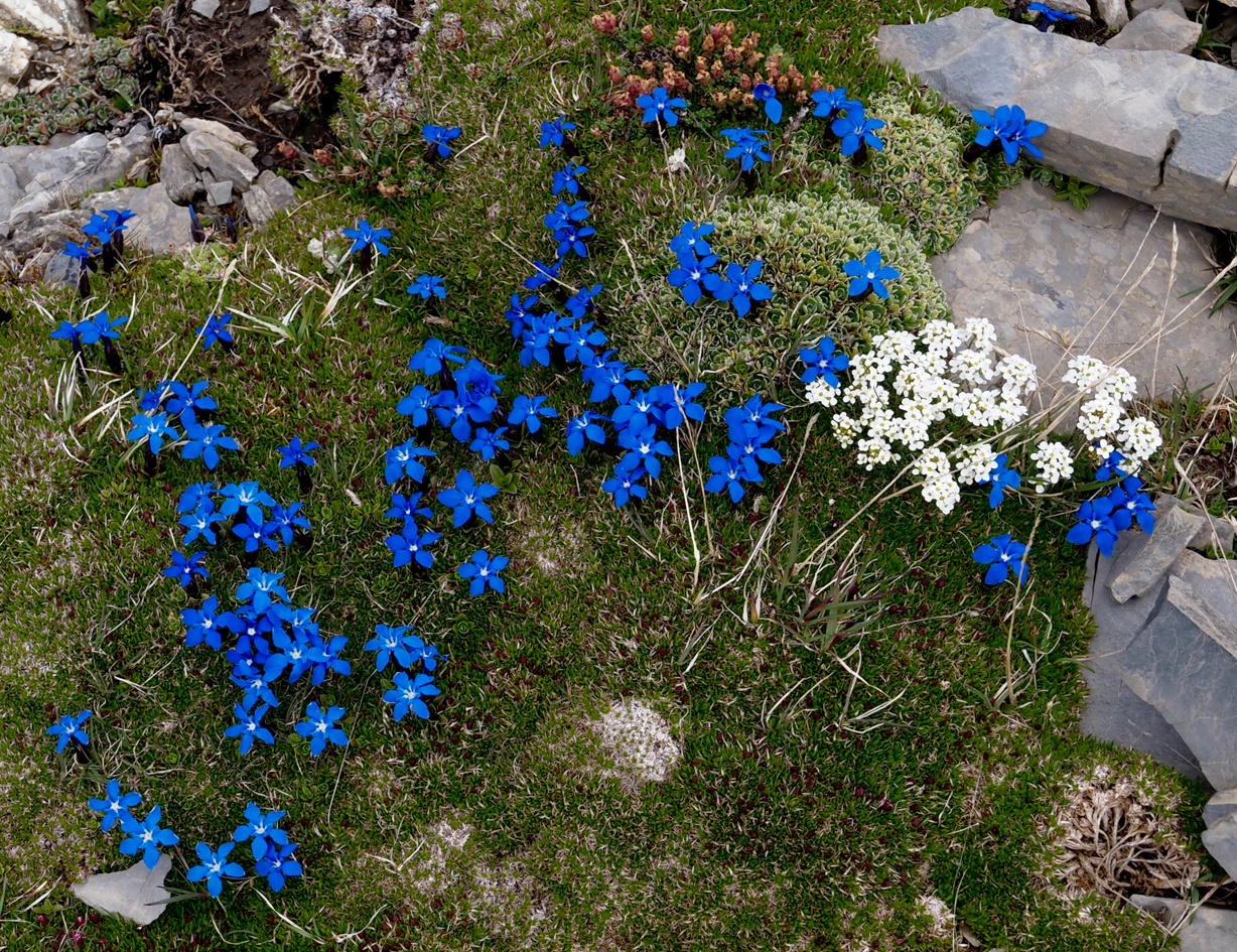 Der kleine Frühlingsenzian