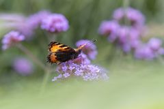 Der kleine Fuchs