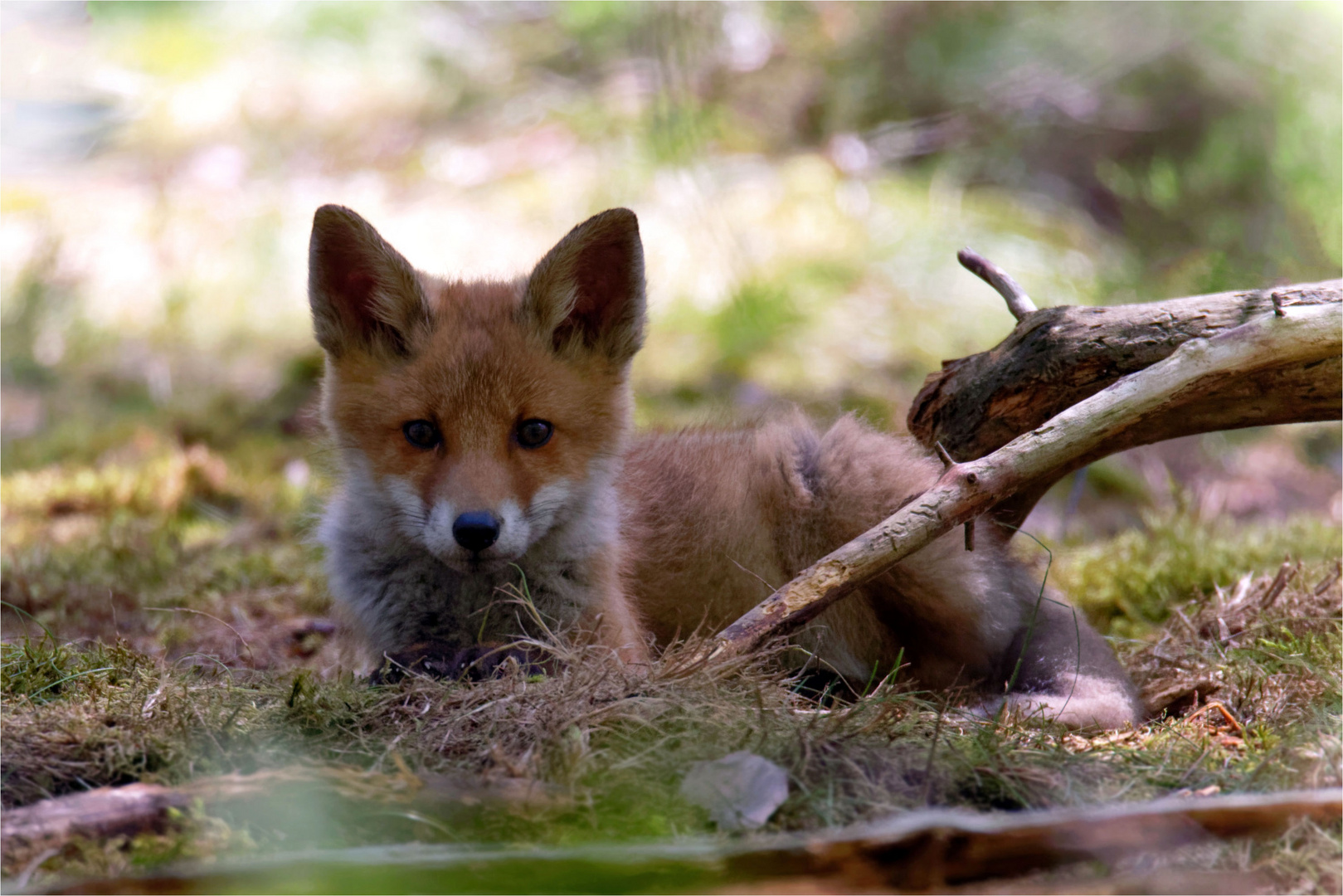 Der kleine Fuchs...