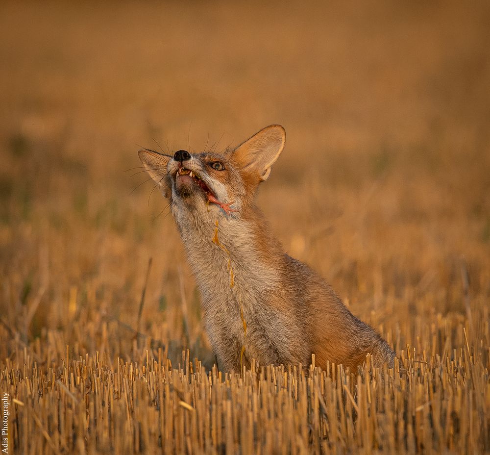 Der kleine Fuchs