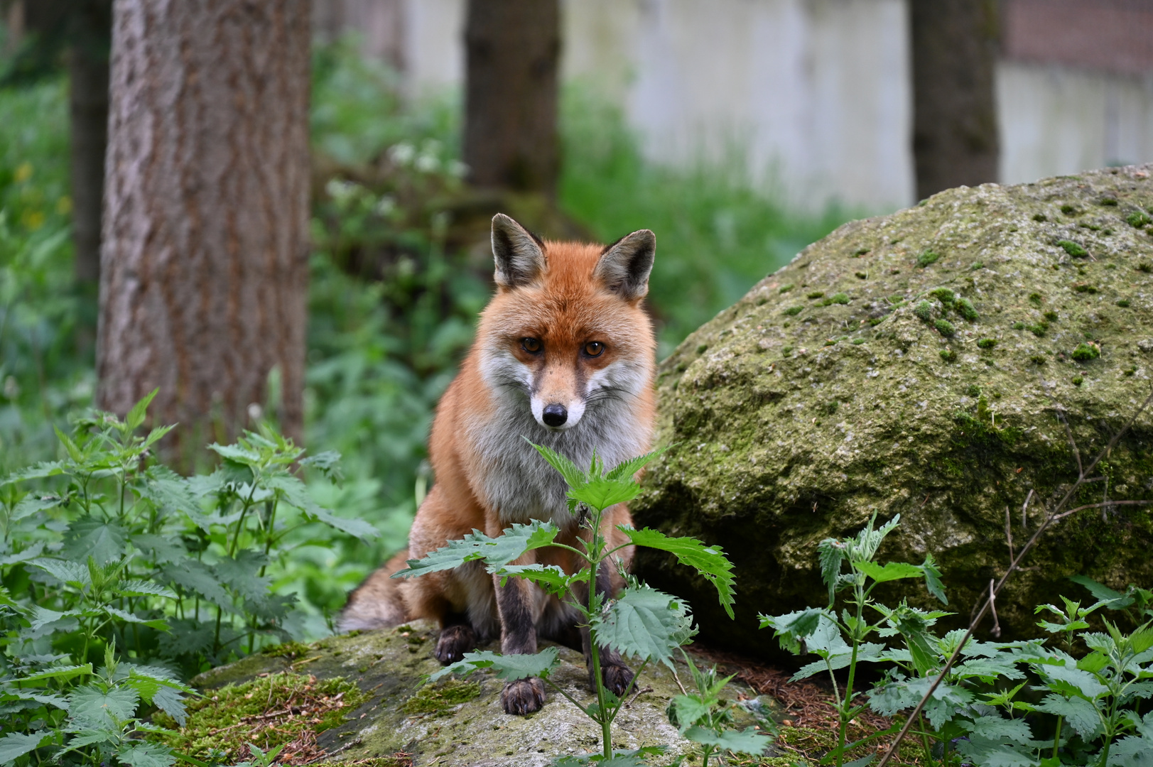 Der kleine Fuchs