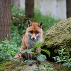 Der kleine Fuchs