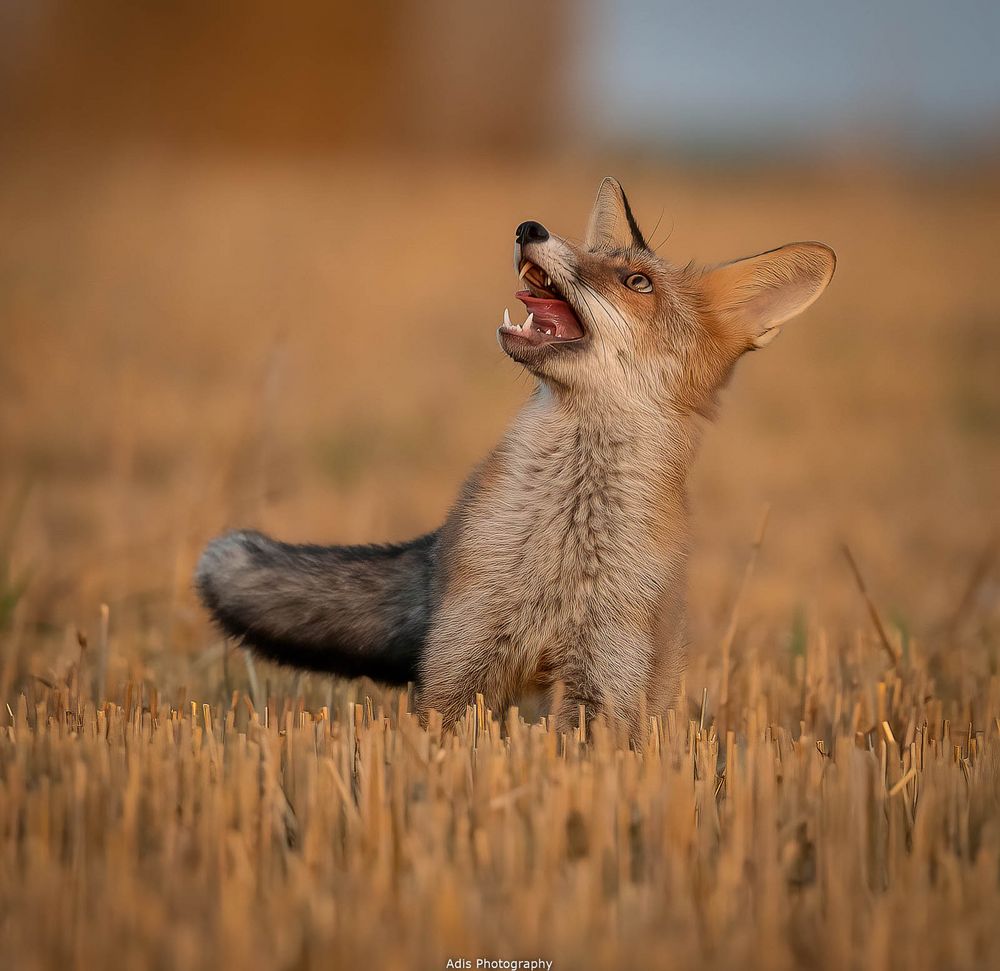 Der kleine Fuchs 