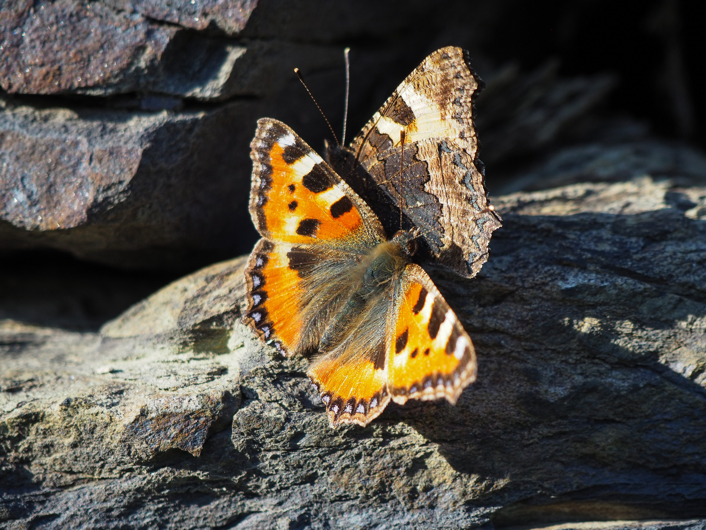 Der Kleine Fuchs