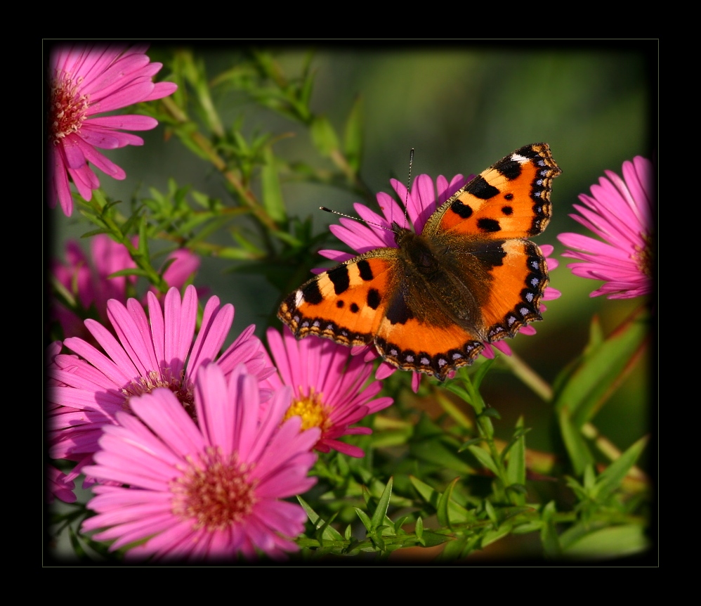 Der Kleine Fuchs [Aglais urticae]