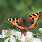 Der Kleine Fuchs (Aglais urticae)