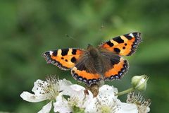 Der Kleine Fuchs (Aglais urticae)