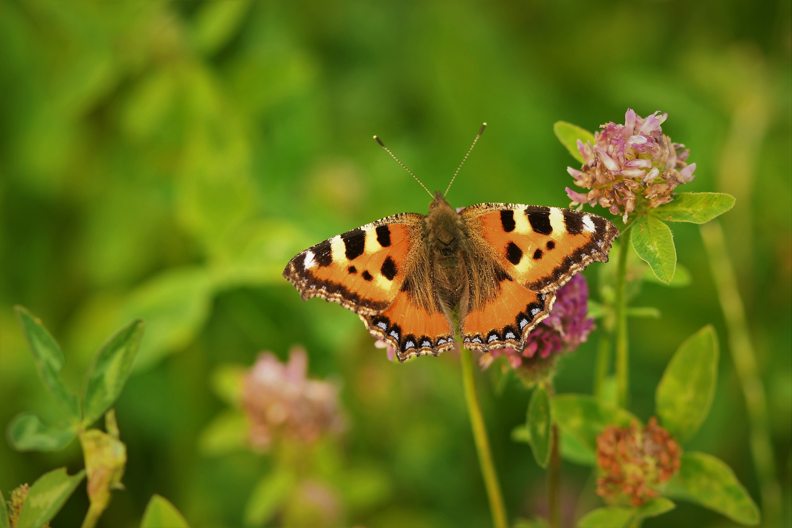 Der Kleine Fuchs (Aglais urticae)