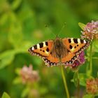 Der Kleine Fuchs (Aglais urticae)