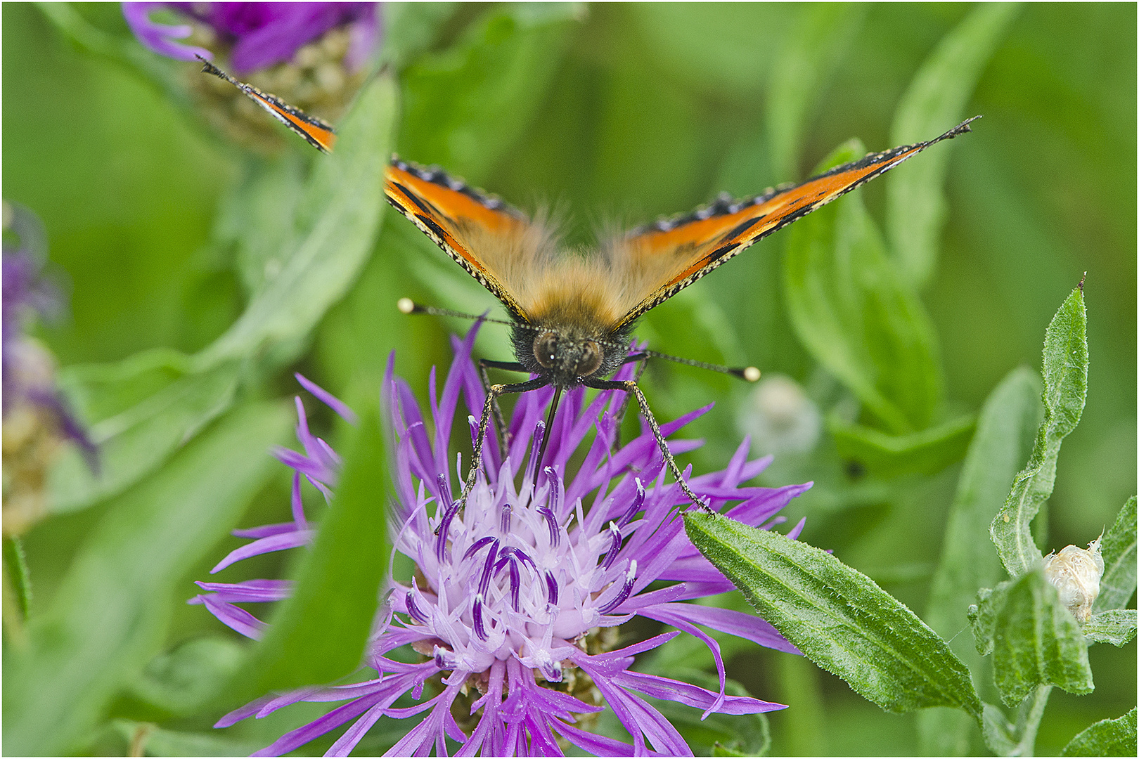 Der Kleine Fuchs (Aglais urticae, Syn.: Nymphalis urticae) . . .