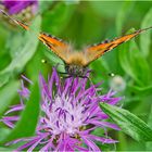 Der Kleine Fuchs (Aglais urticae, Syn.: Nymphalis urticae) . . .