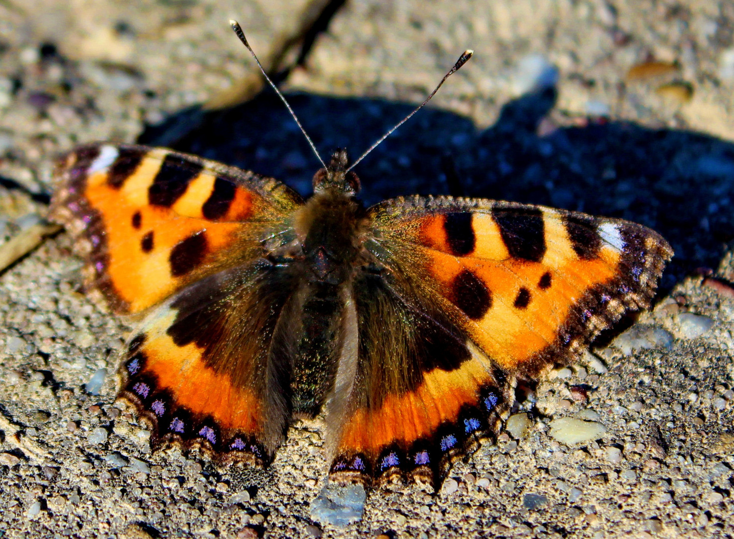 Der Kleine Fuchs (Aglais urticae; Syn.: Nymphalis urticae)