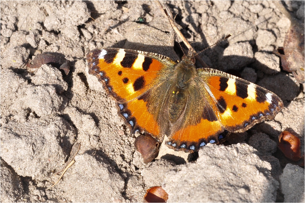 Der Kleine Fuchs...... (Aglais urticae; Syn.: Nymphalis urticae)