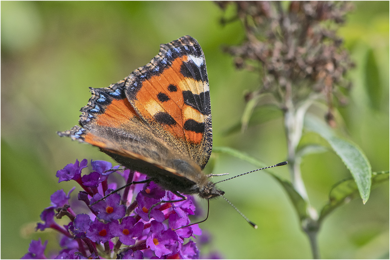 Der Kleine Fuchs (Aglais urticae, Syn.: Nymphalis urticae) . . . 