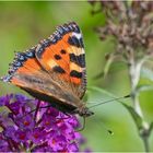 Der Kleine Fuchs (Aglais urticae, Syn.: Nymphalis urticae) . . . 