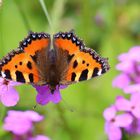 Der kleine Fuchs , Aglais urticae zeigt hier auf der Naklerovska vysina...