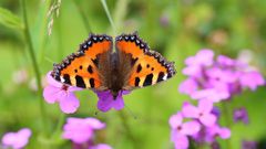 Der kleine Fuchs , Aglais urticae zeigt hier auf der Naklerovska vysina...