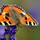 Der Kleine Fuchs auf dem Lavendel