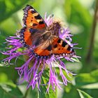 Der Kleine Fuchs auf der Wiesenflockenblume...