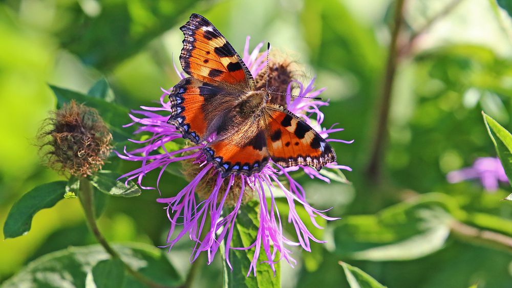 Der Kleine Fuchs auf der Wiesenflockenblume...