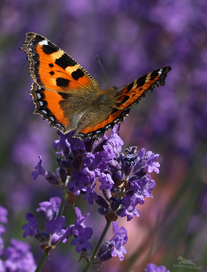 Der Kleine Fuchs auf Lavendelblüten.